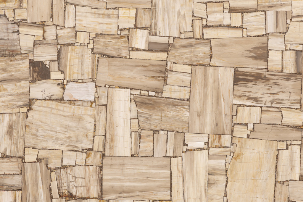 White Petrified Wood reverse cut